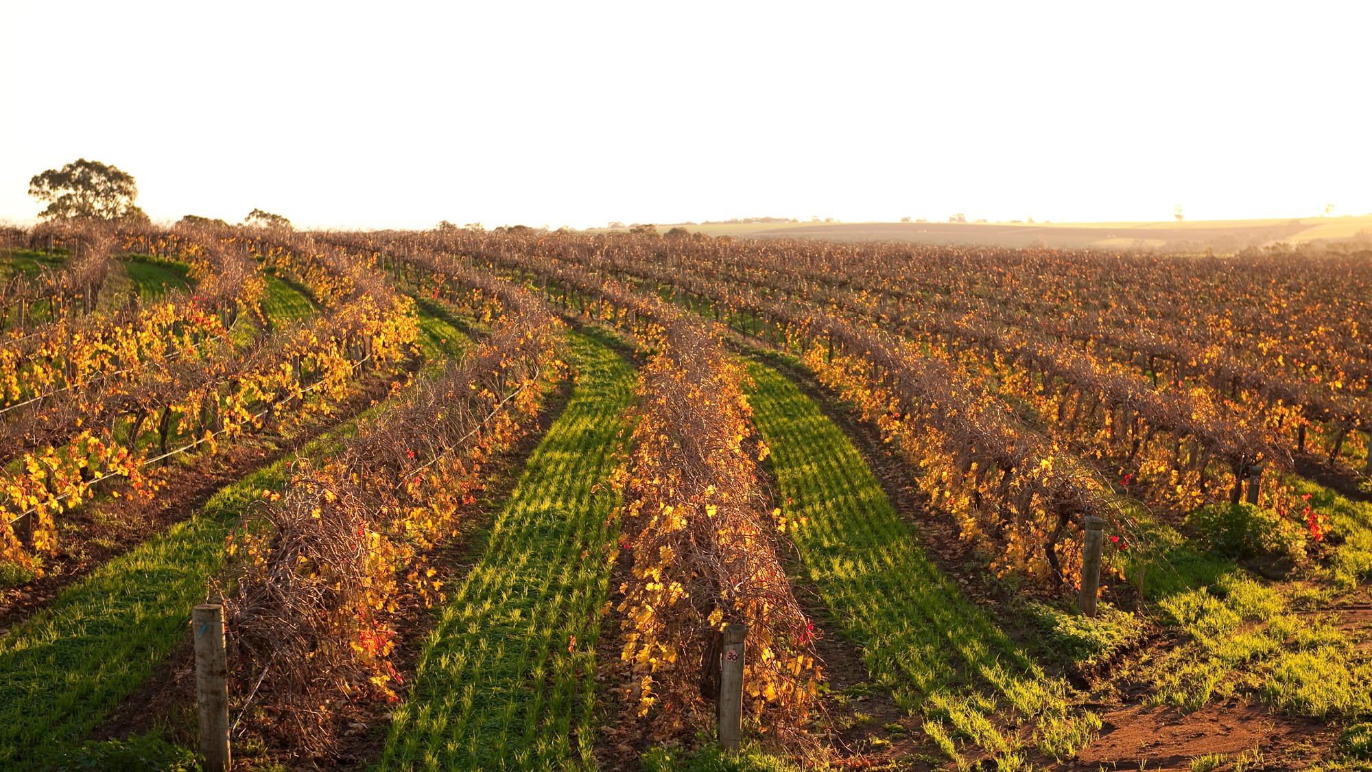 Vineyards in South Australia at dusk
