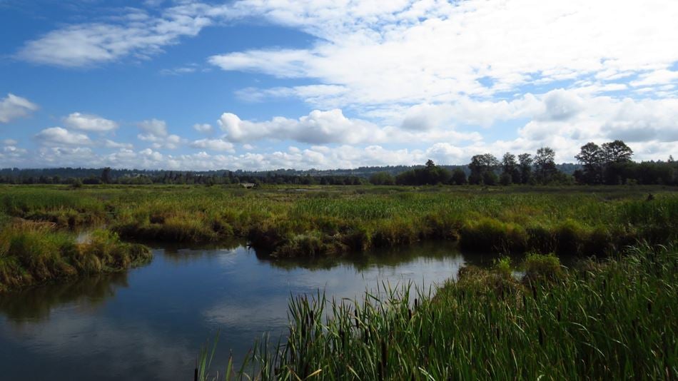 Wetland in Yorkshire with blue sky