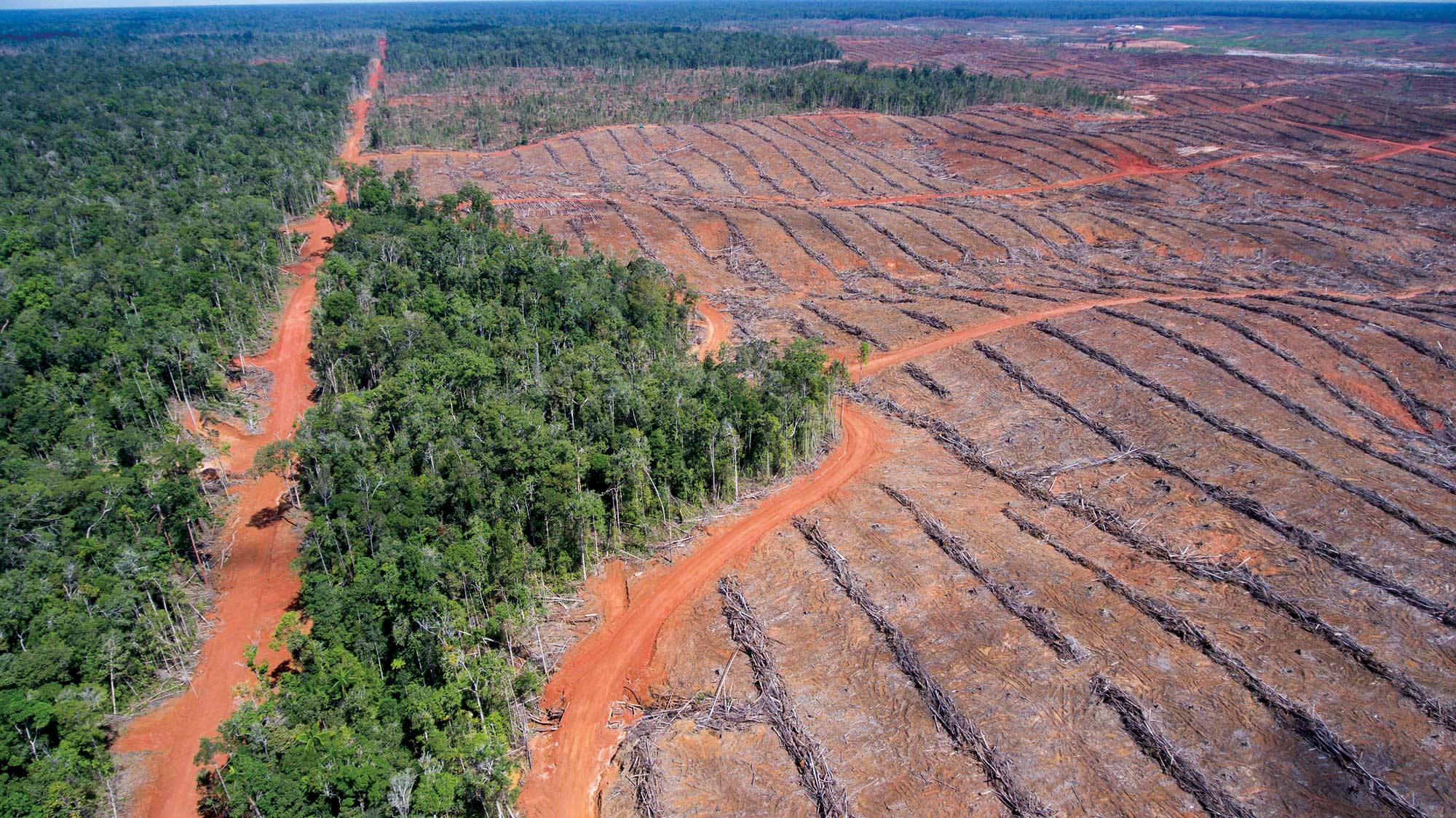 Loss of nature deforestation