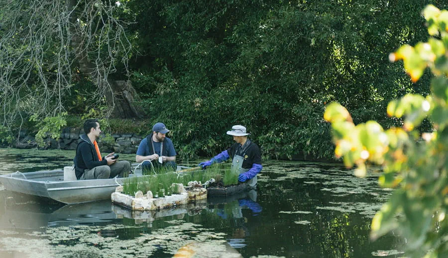 Arup engineers creating mycelium prototype for wetlands trial in Royal Botanic Gardens in Melbourne
