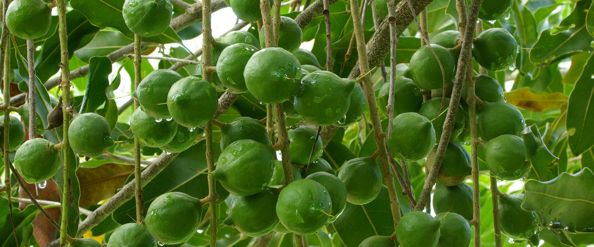 Macademia nuts growing on a tree