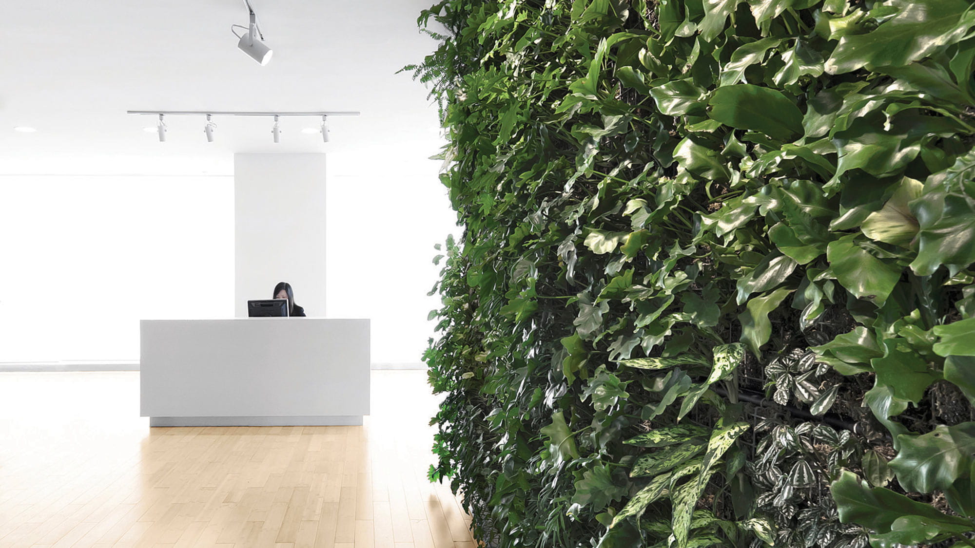 Office green wall