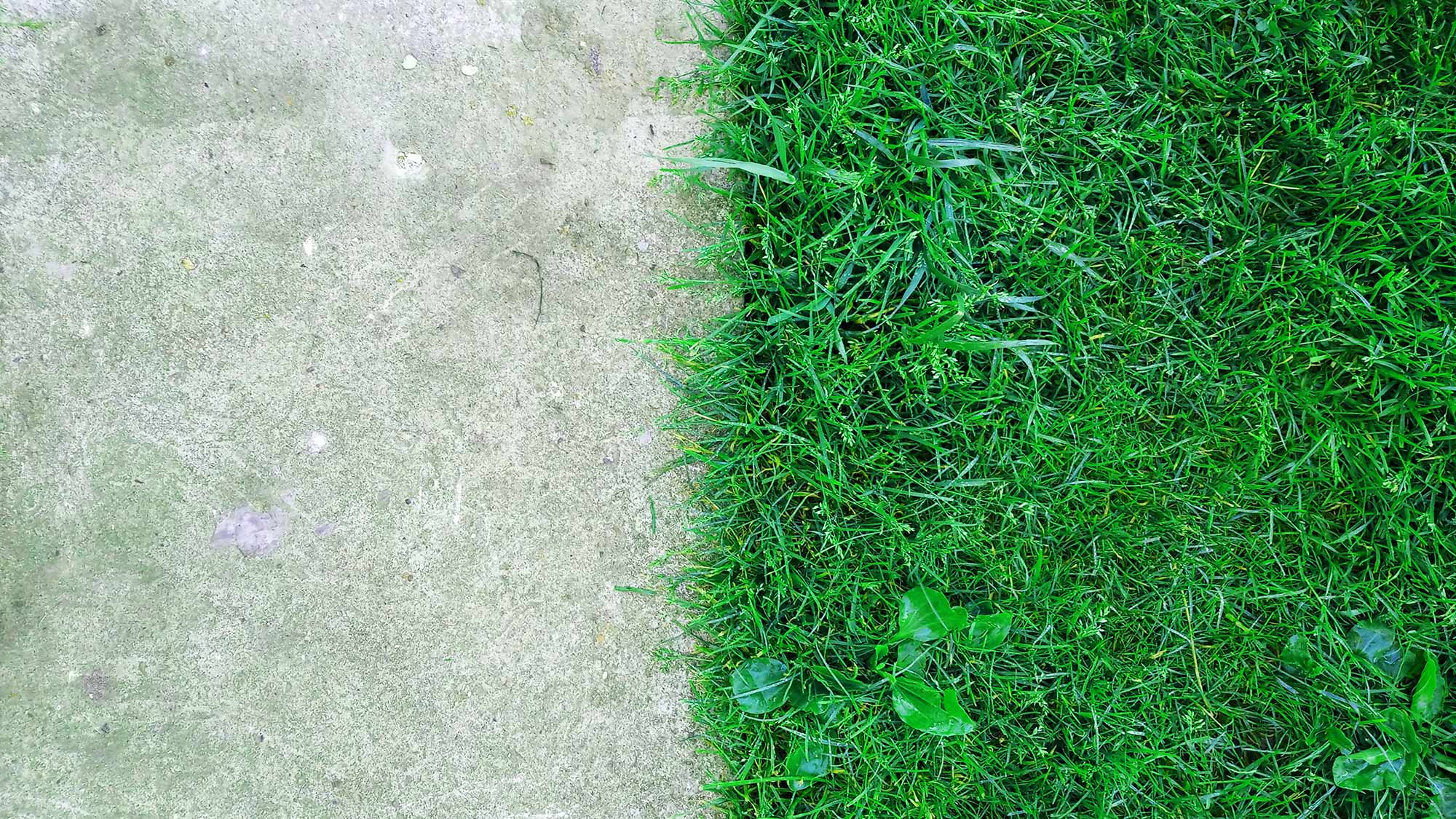 Grass and concrete