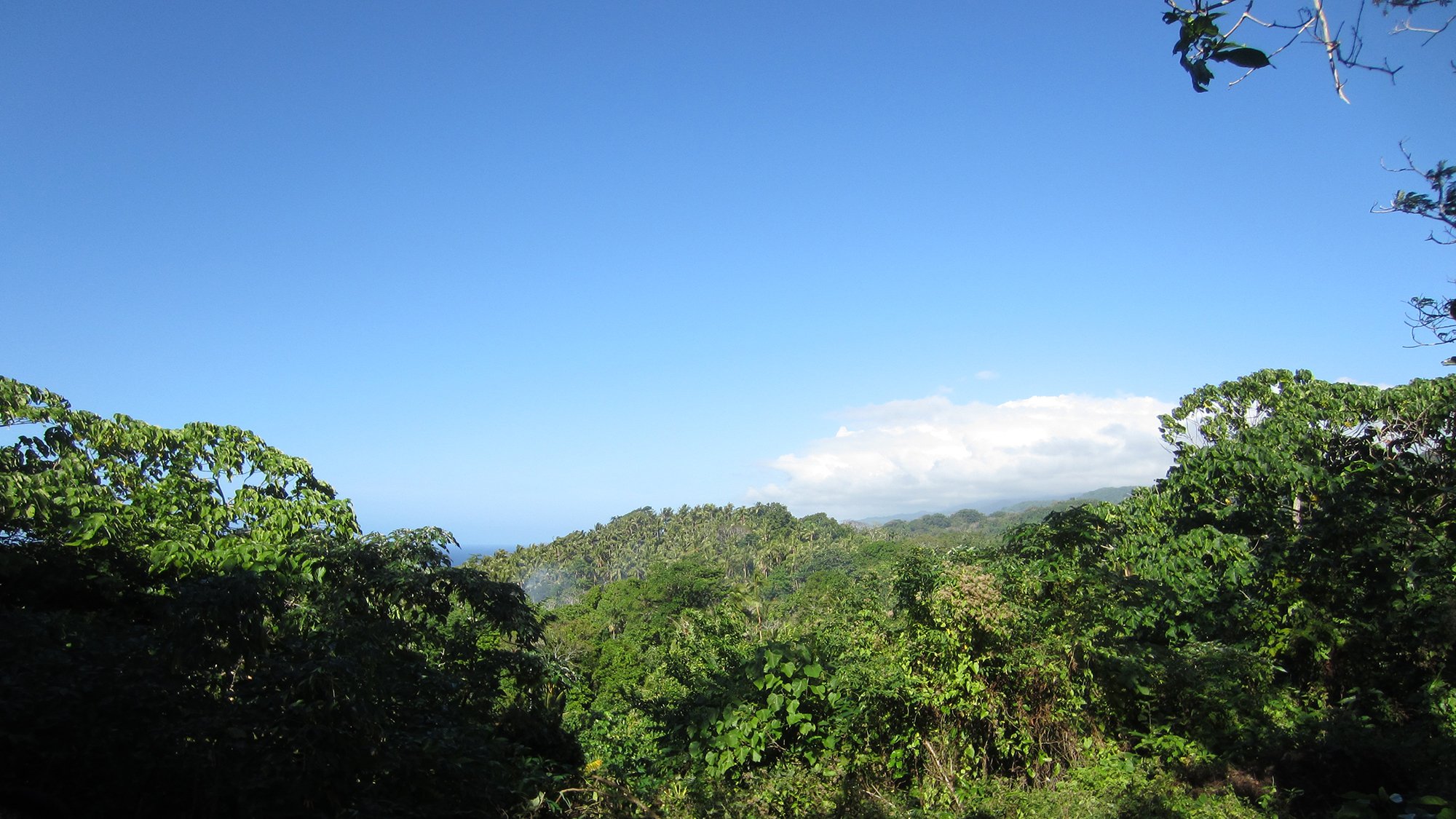 View over trees in Vanuatu