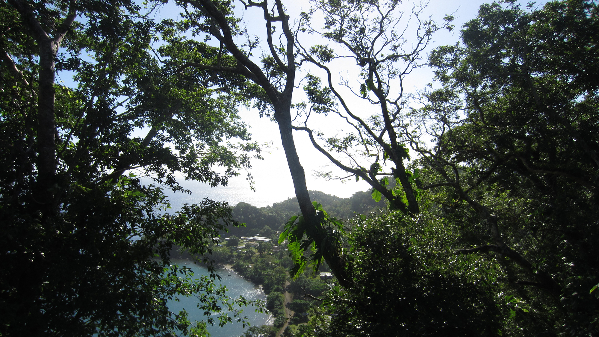 View through trees on Ambae Island