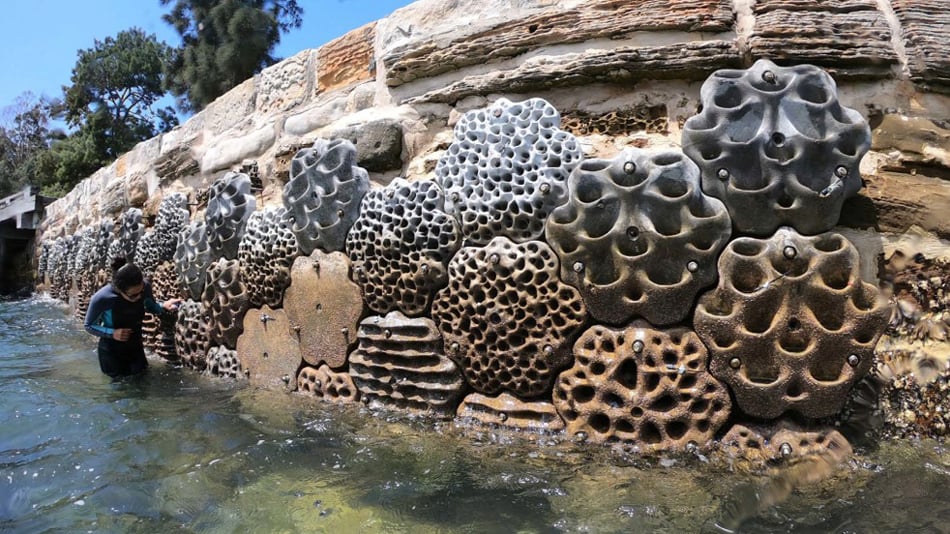 Artifical coral reef shapes attached to coastal stones for sea life to use as new homes to increase biodiversity and restore ecosystems