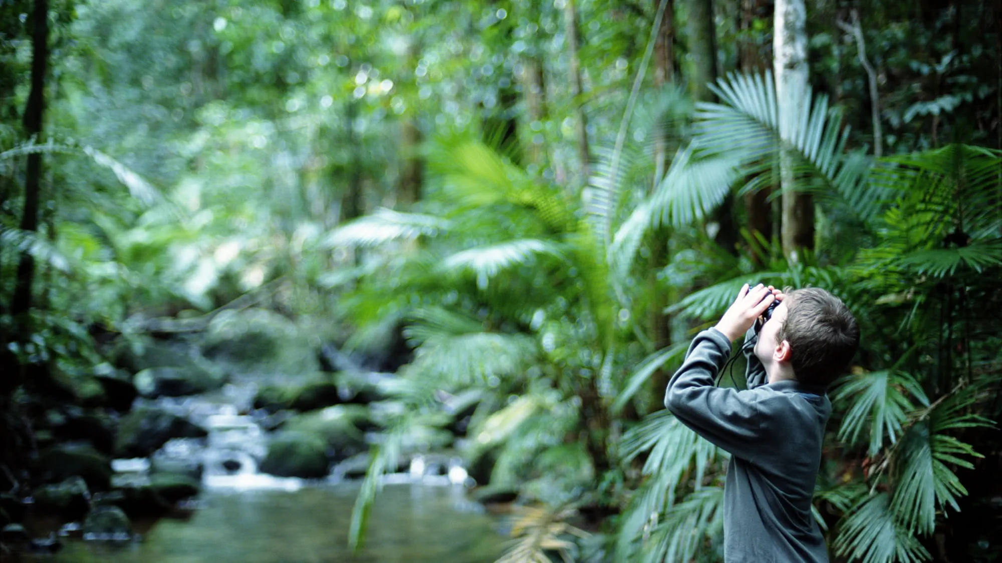 A boy stands in the rainforest and looks up at the trees through binoculars