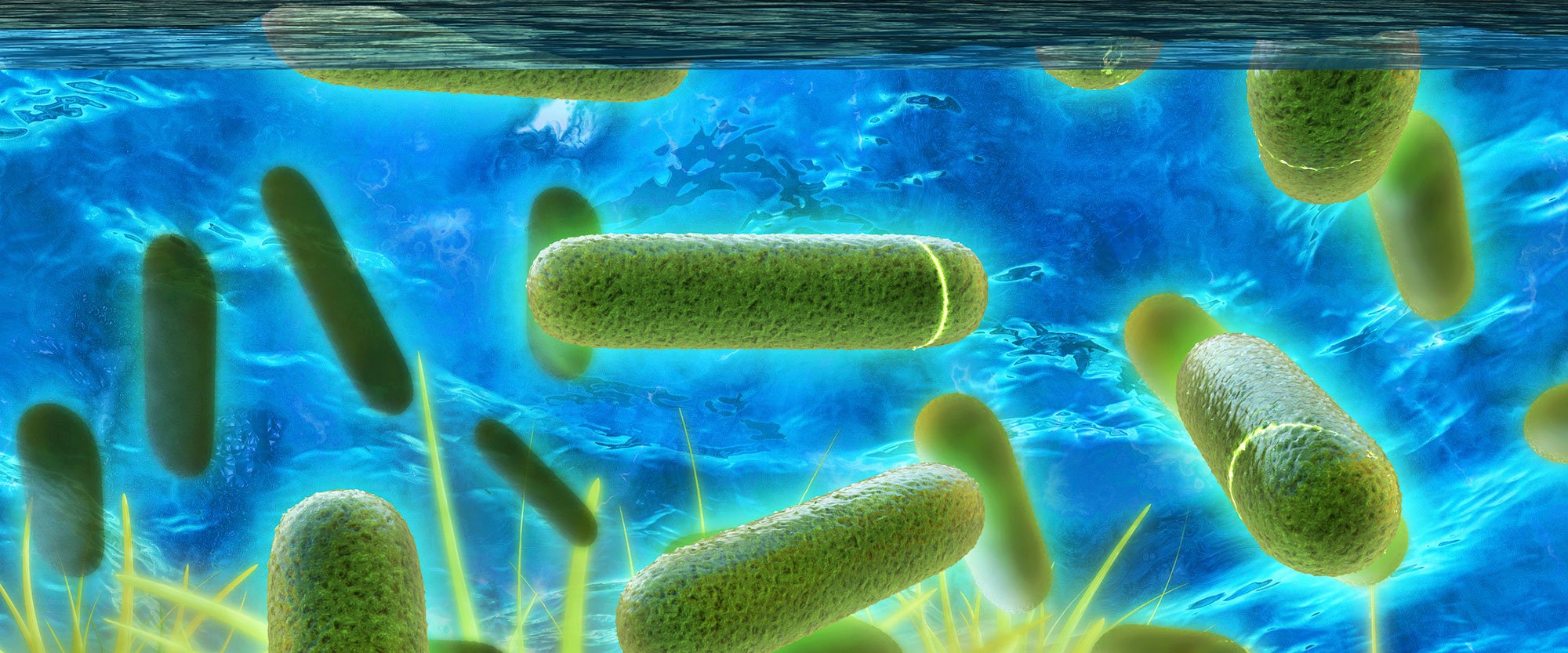 Legionellen bacteria - 3d rendered illustration