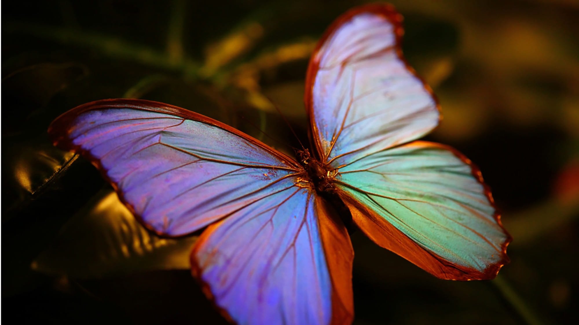 Konya Tropical Butterfly Garden   Arup