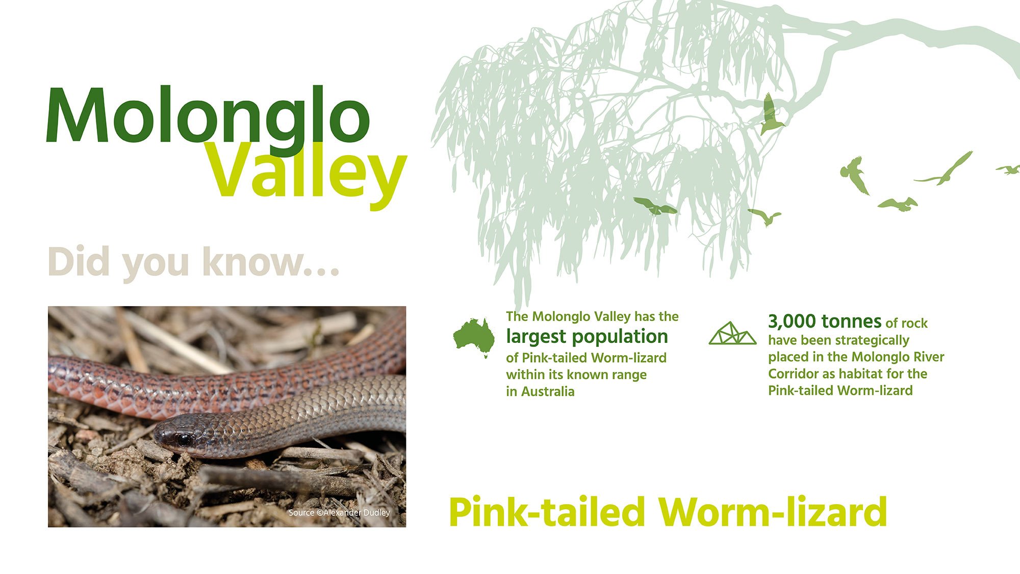 Did you know? Molonglo Valley