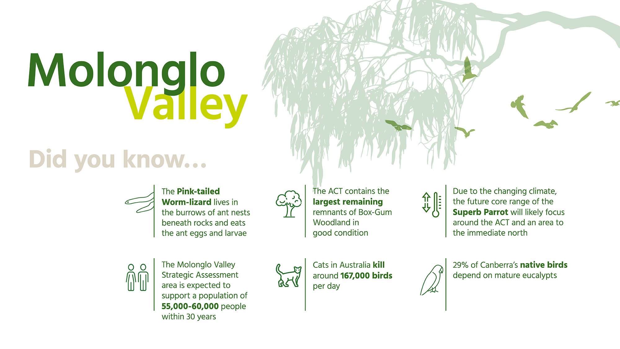 Did you know? Molonglo Valley