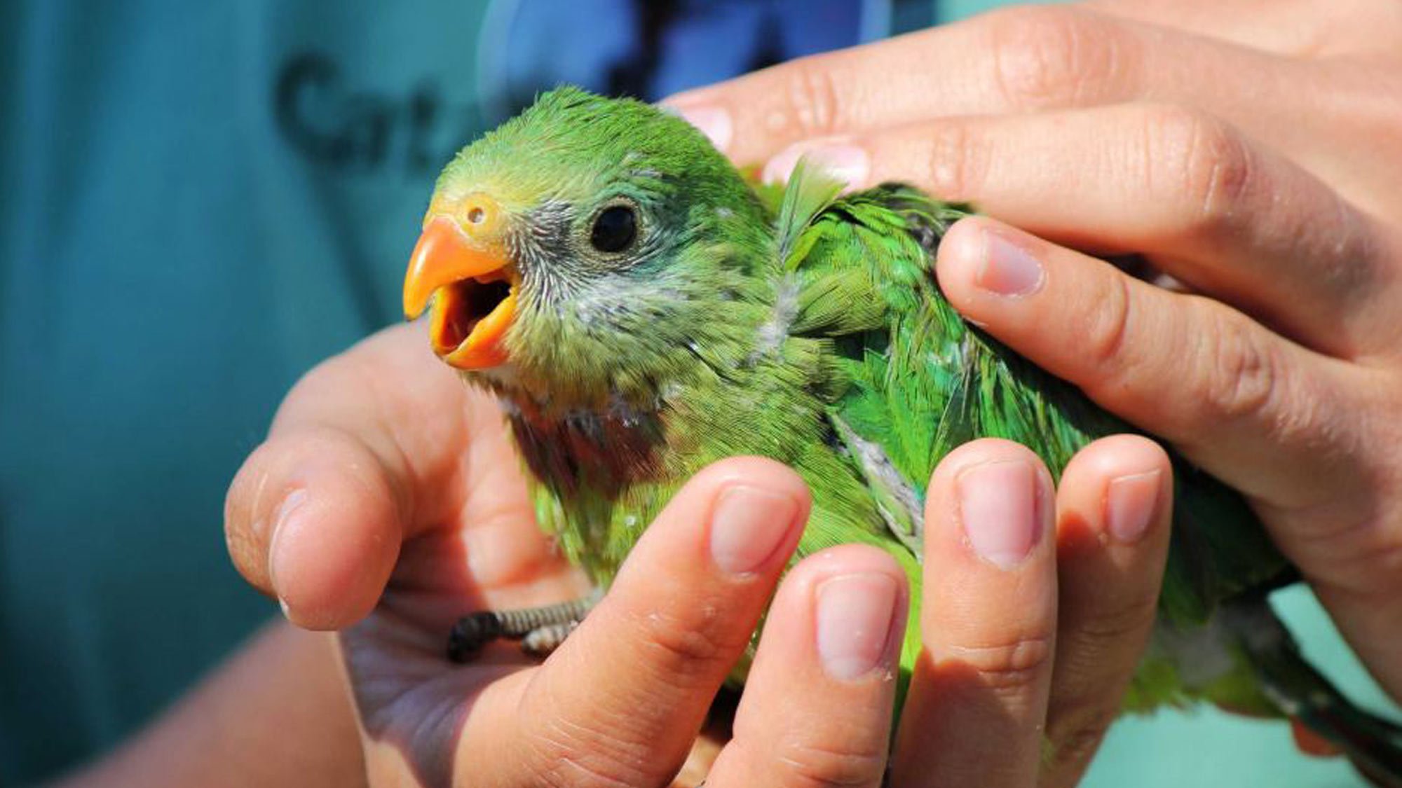 Superb parrot in hand © ABC News article