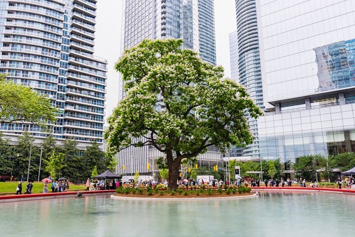 A large tree with green leaves at the center of an artificial pond in downtown Toronto