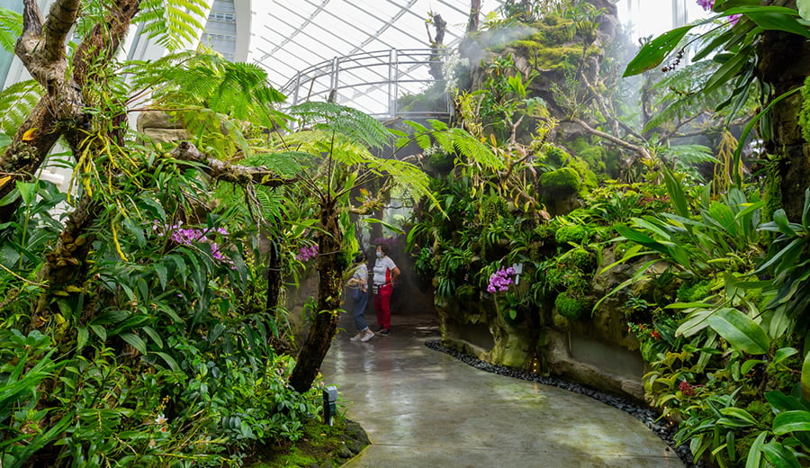 The Singapore Botanic Gardens with National Orchid Garden and Tropical Montane Orchidetum. Colourful orchids and montane forest with waterfalls are thriving. 