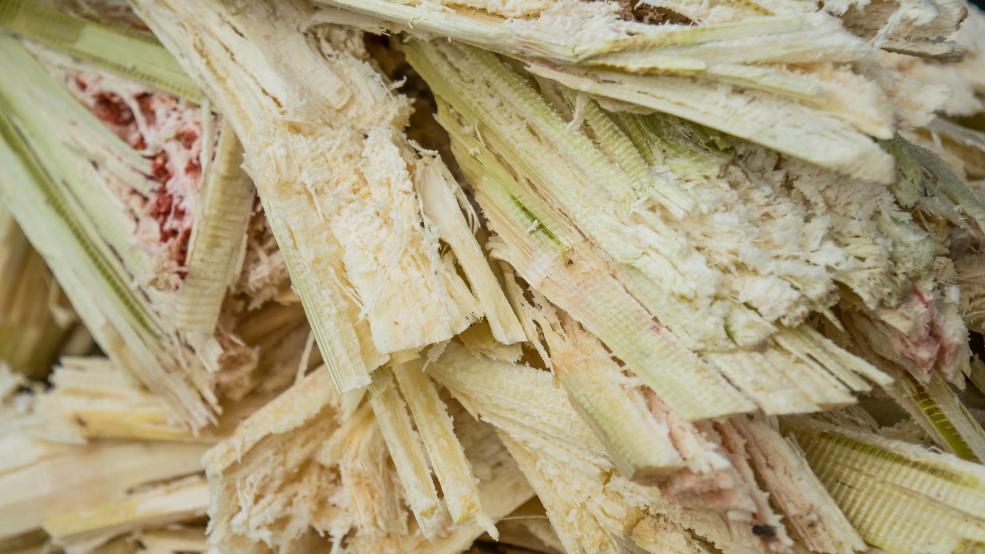 A close up photo of sugarcane bagasse 