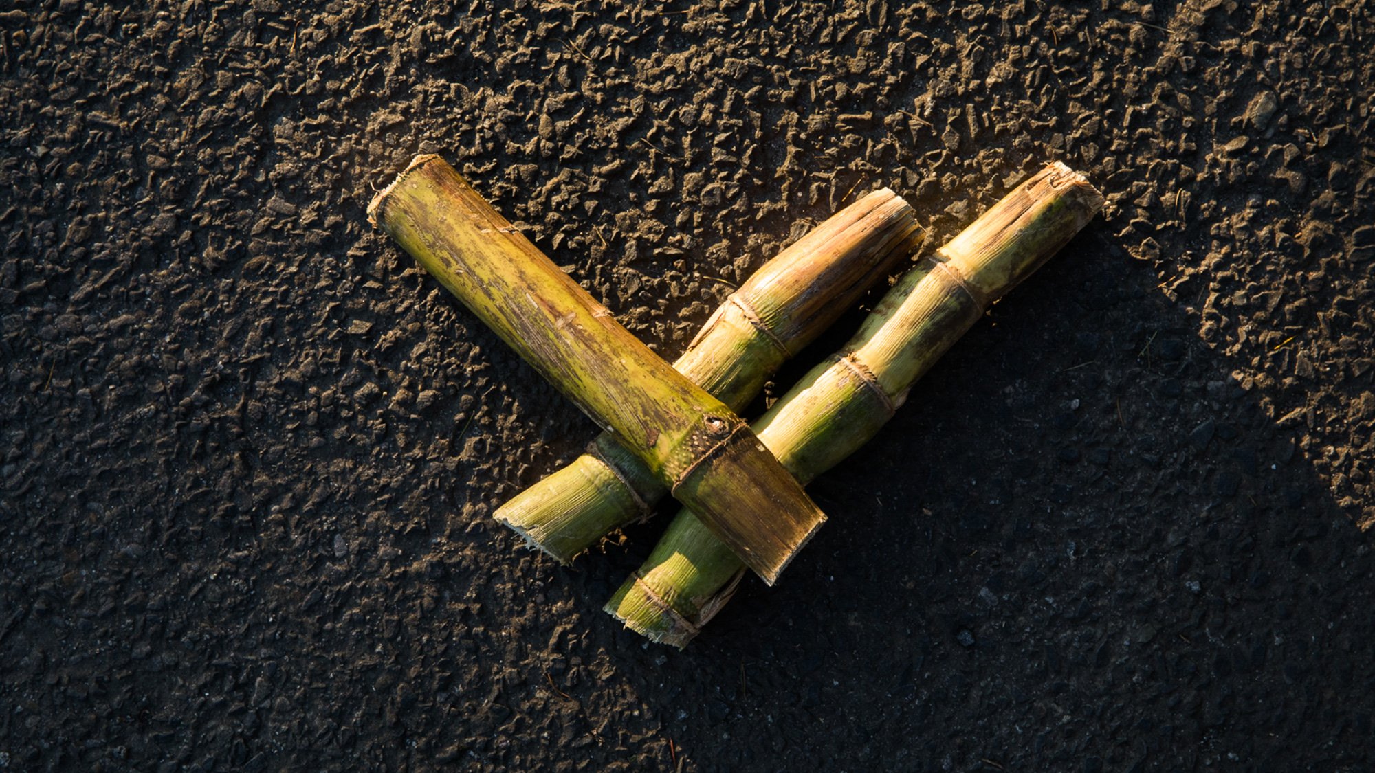Cut sugarcane on an asphalt surface