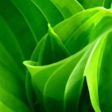 A close up of a leaf.