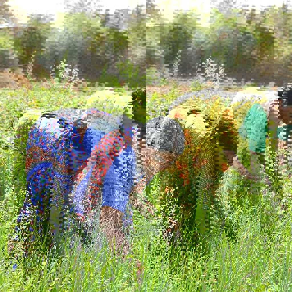 A few people working in a field.