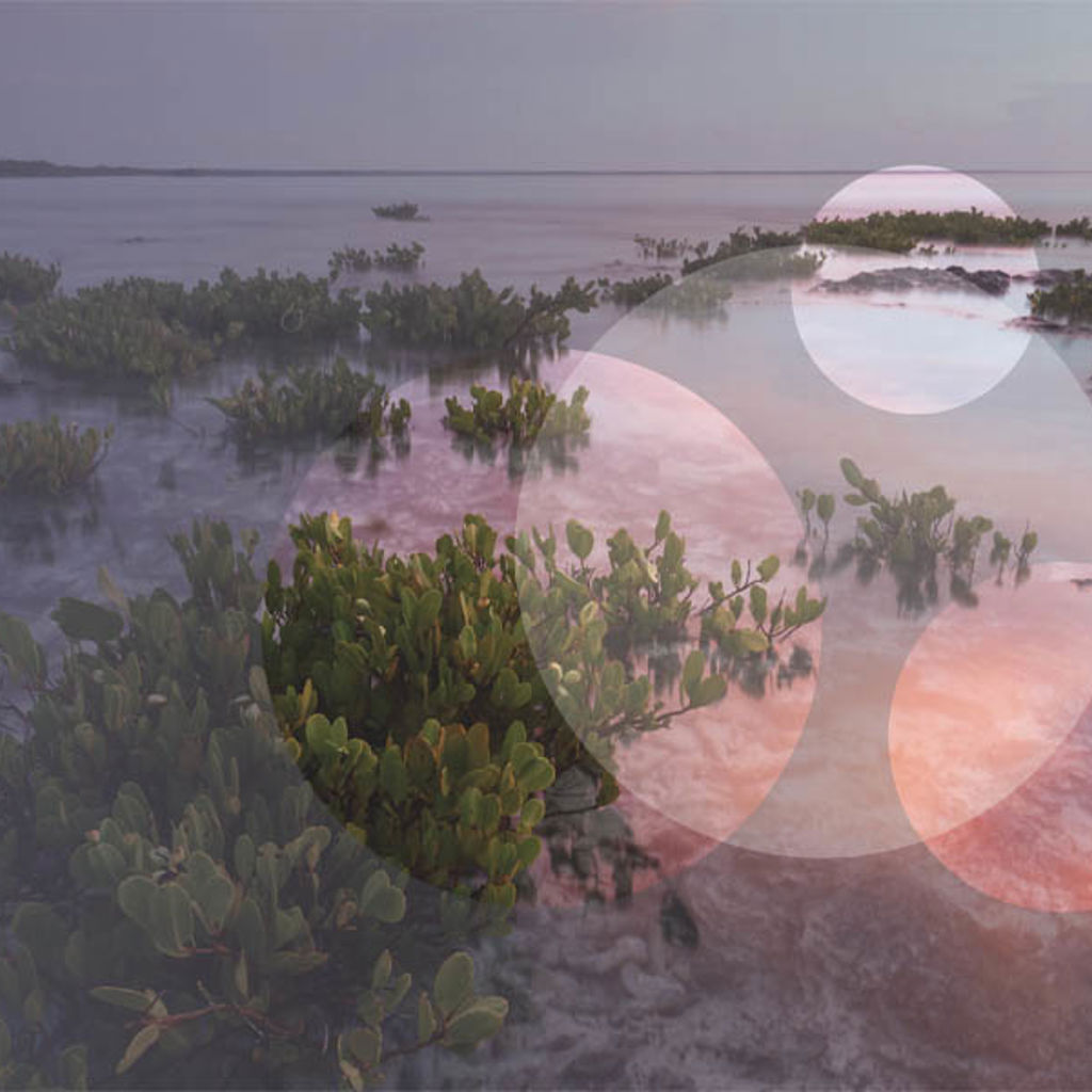A sandy beach with plants.