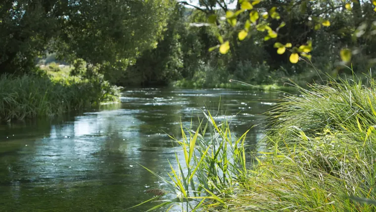 A river with grass and trees.