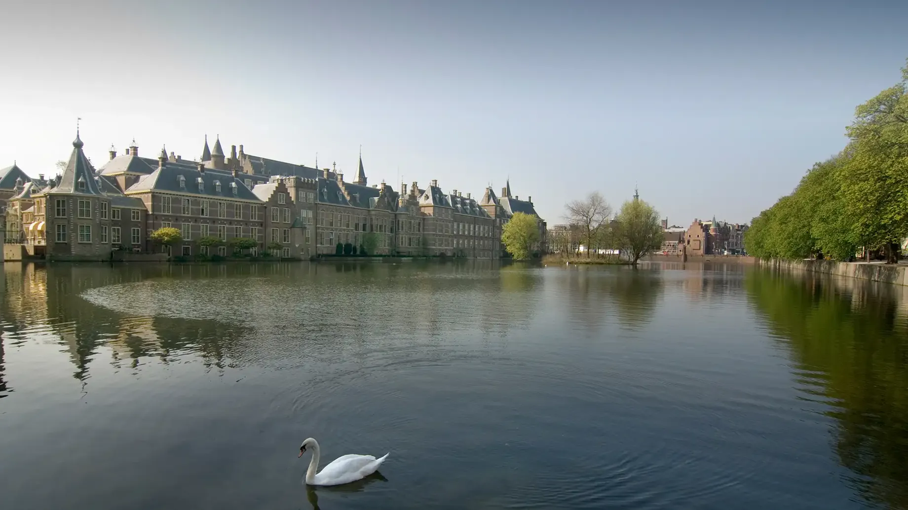 A swan swimming in a lake.