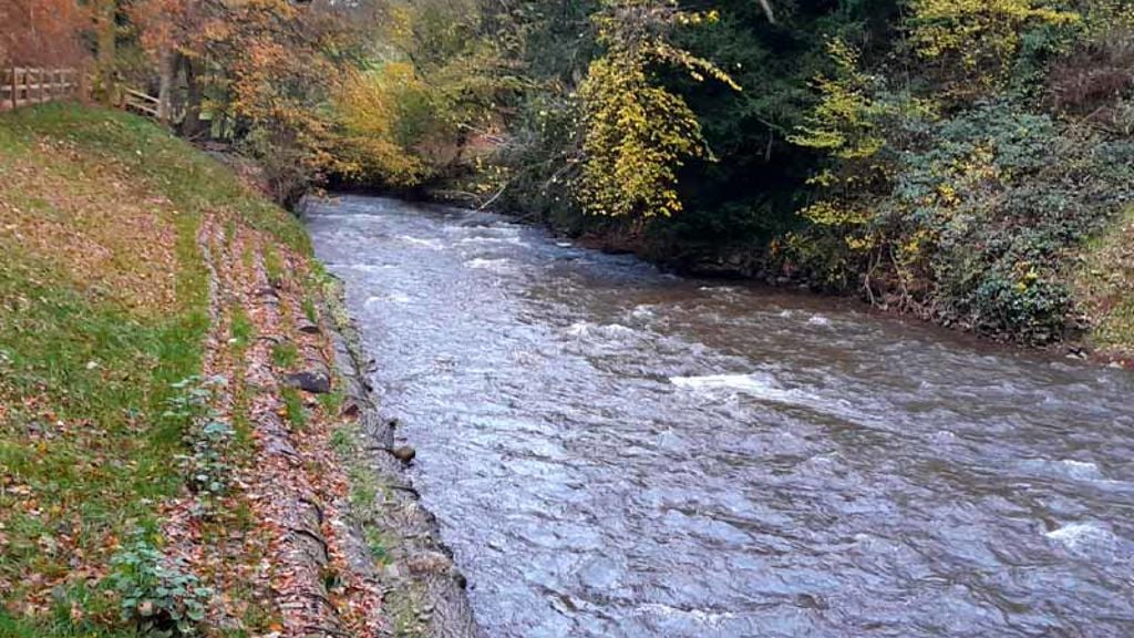 A river running through a forest.