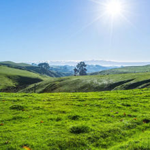Grassy hills in southern Auckland