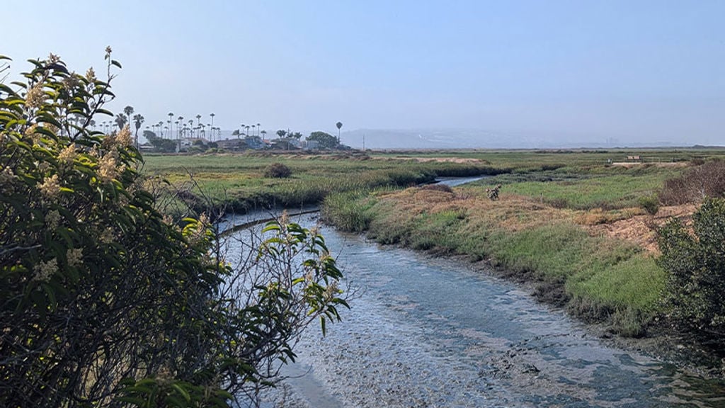 View of the Tijuana River with palm trees in distance