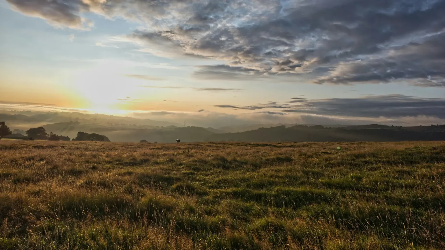 A field of grass with a cloudy sky above.