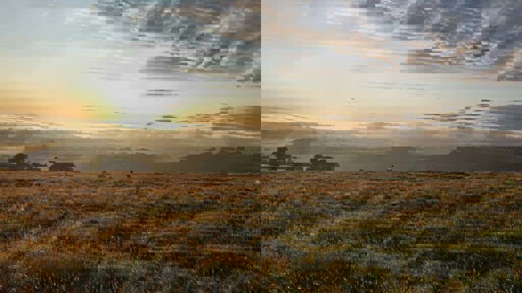 A field with a few trees in it.